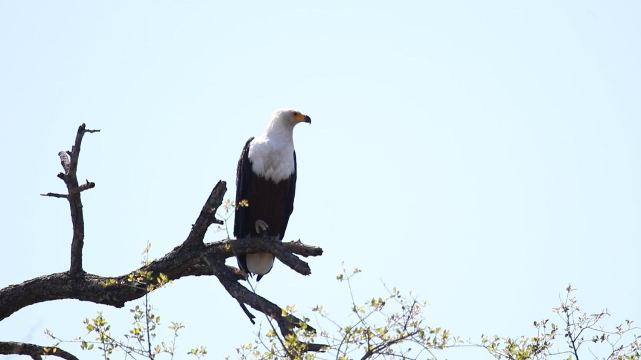 African Rest Lodge Barberton Esterno foto