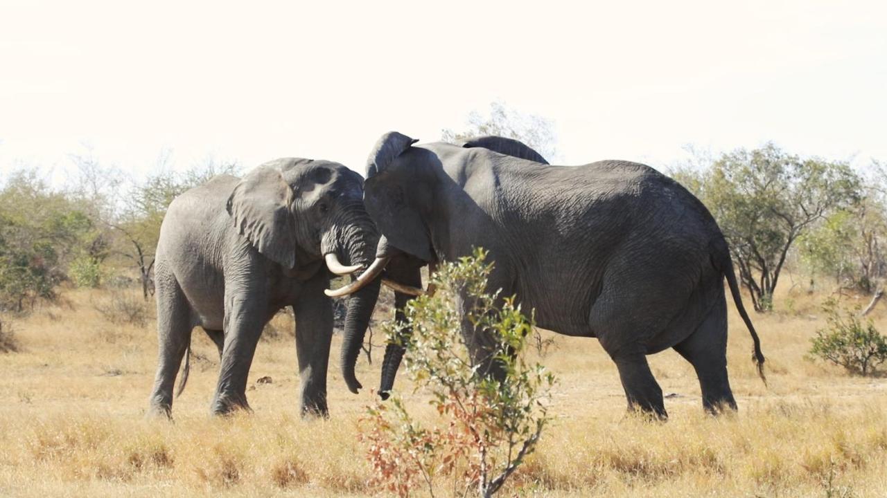 African Rest Lodge Barberton Esterno foto